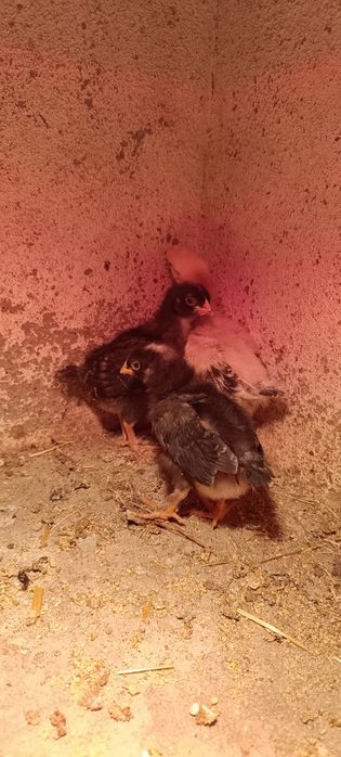 Ovos Galados Marans (Ovos de chocolate) x Pedrês