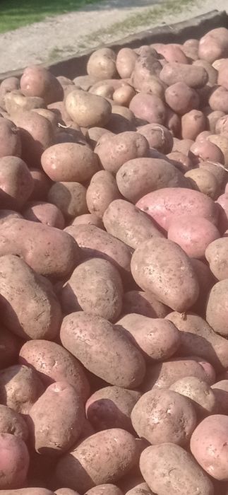 Ziemniaki ekologiczne RICARDA LORD IRGA