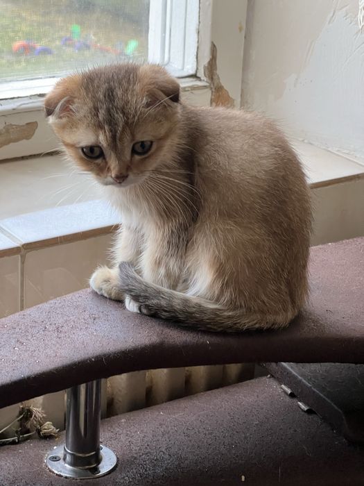 Кошеня золота шиншила хлопчик