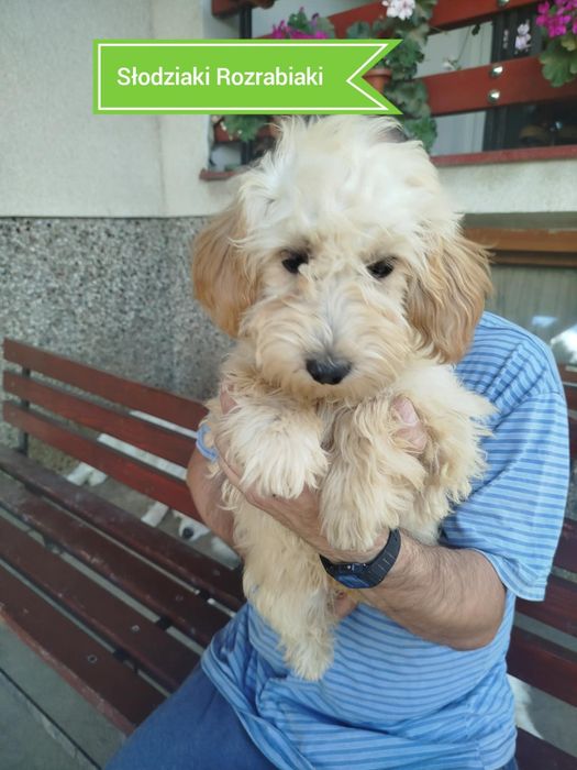 Goldendoodle f1b