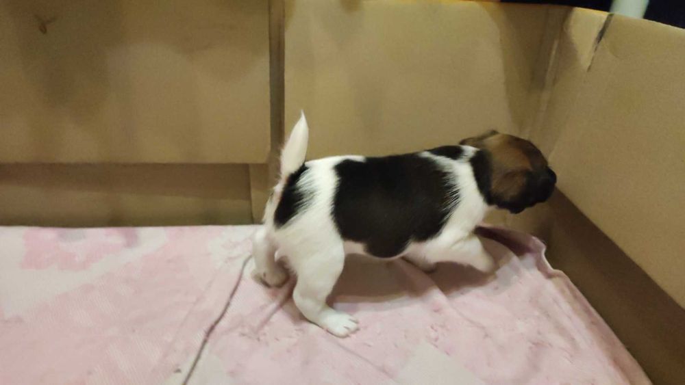 Щенки фокстерьера