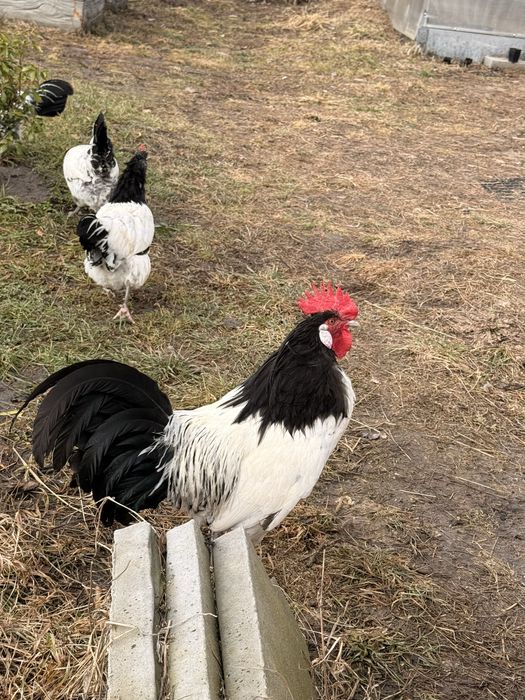 Lakenfelder jaja lęgowe