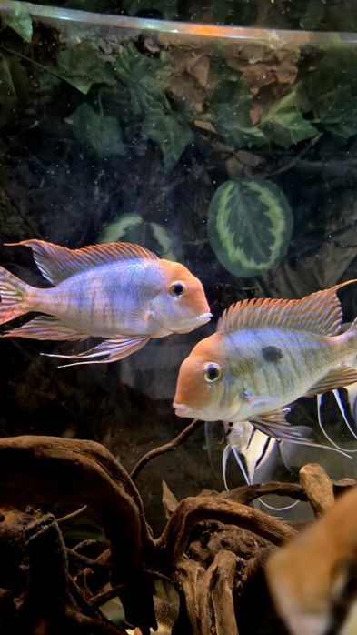 Ziemiojady Red Head Tapajós