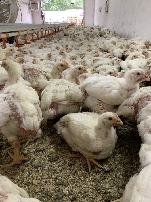 Бройлер 1.300 в наличии