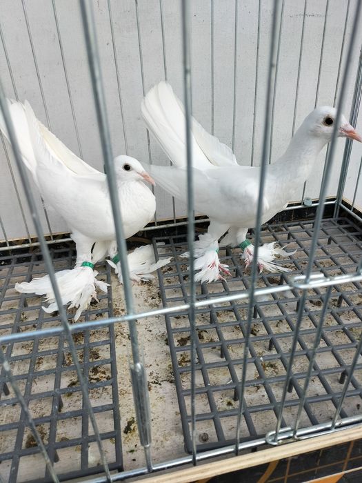 Gołebie ozdobne bociany wudyn cziliki