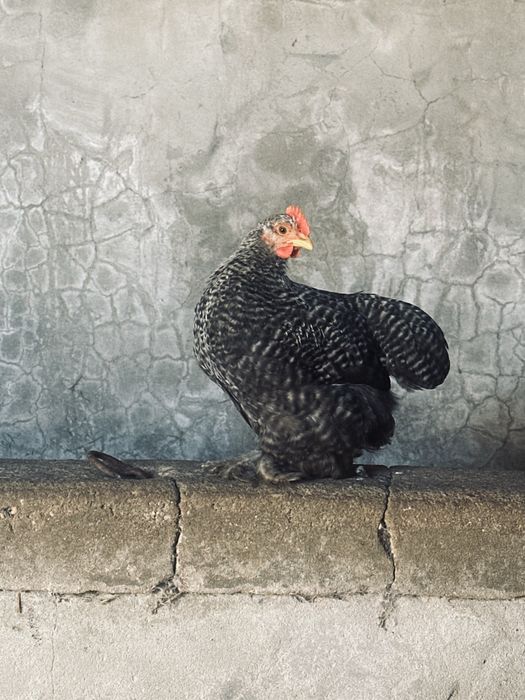 Garnizé Pekin (bantam) puro