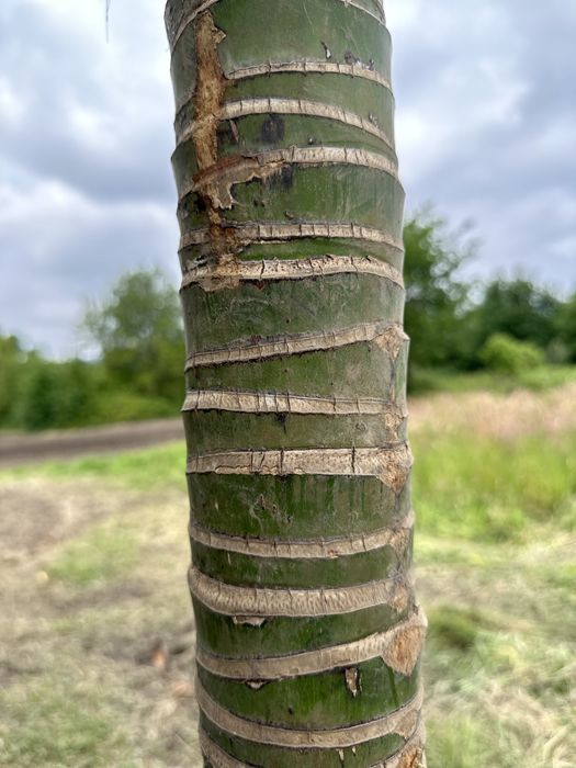 Palmeira Howea fosteriana (kentia) - Exemplares
