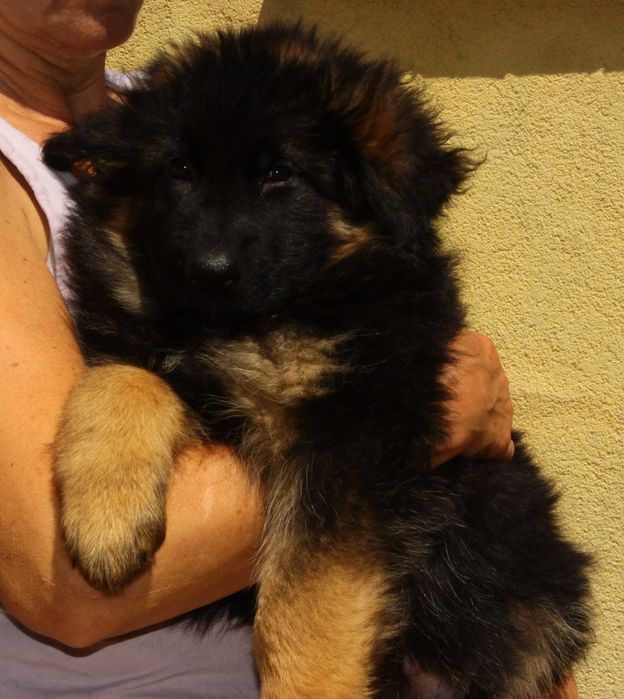 Owczarki niemieckie długowłose potężne linia Zw Świata FCI