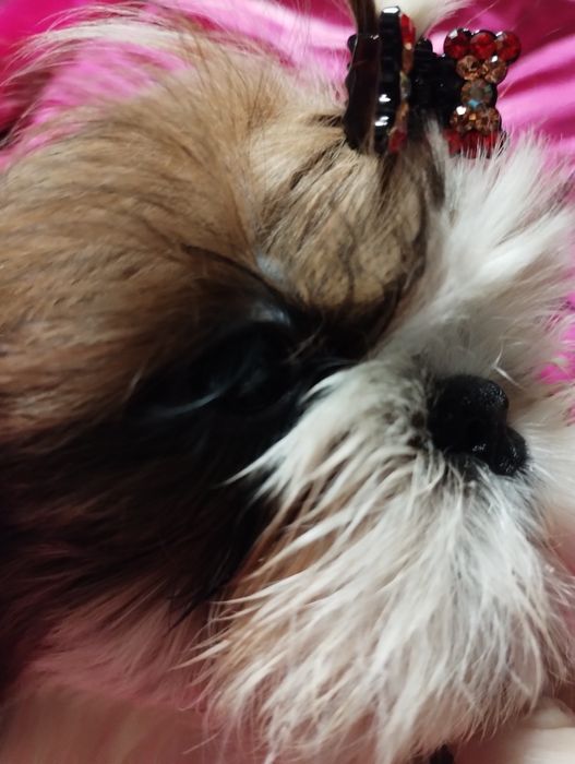 Shih Tzu sunia po championach mazowieckie