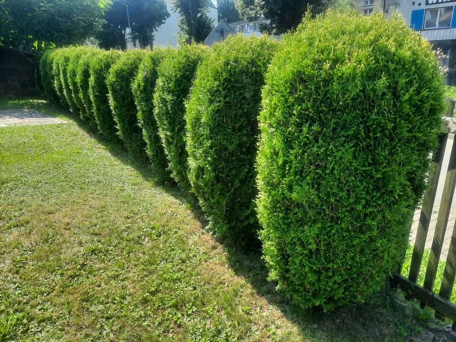 Oddam tuje za wykopanie Oświęcim