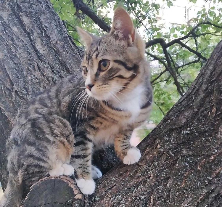 Котенок. Полосатый мальчик  9 месяцев . Привит.