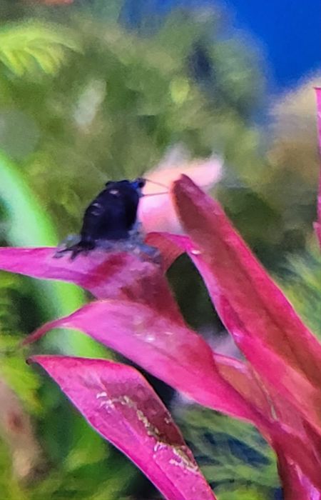 Sprzedam krewetki blu Velvet