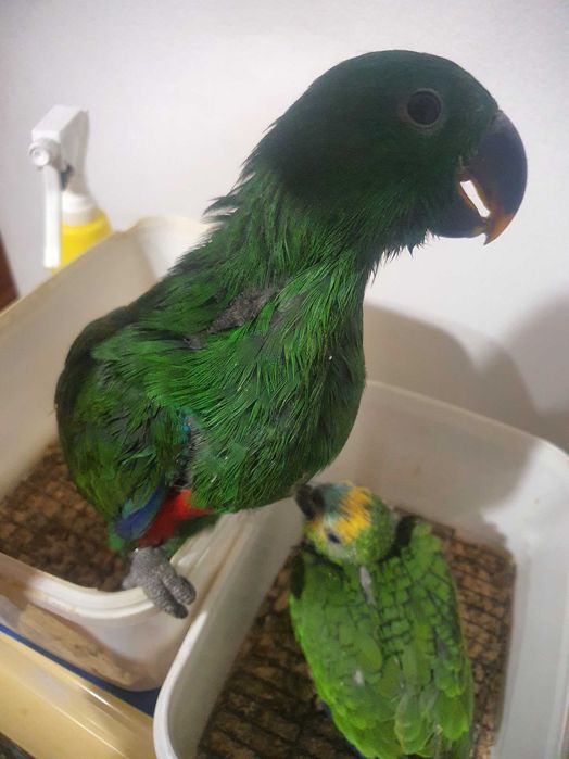 Papagaios Ecletus F e M