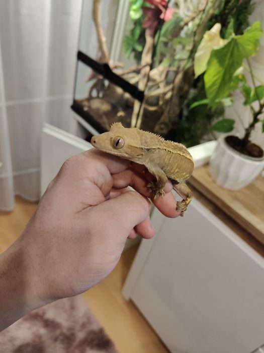 Gekon orzęsiony samica dorosła