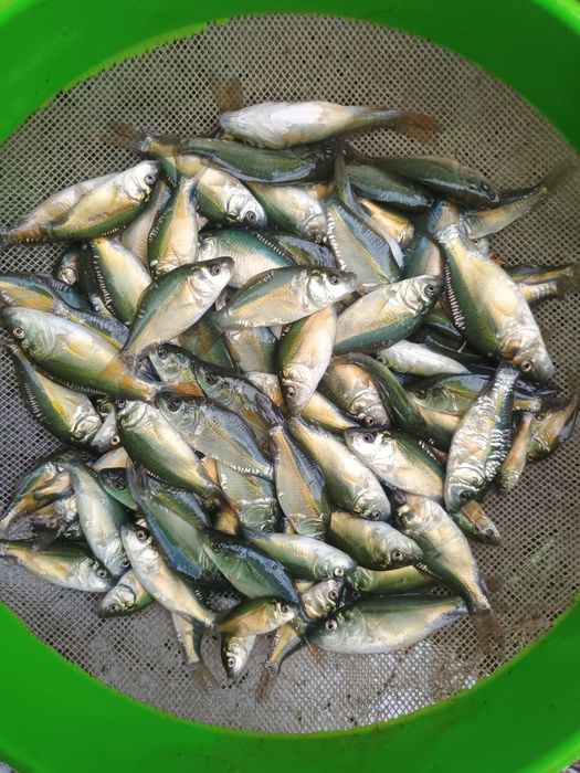 Karp narybek letni 3-6cm
