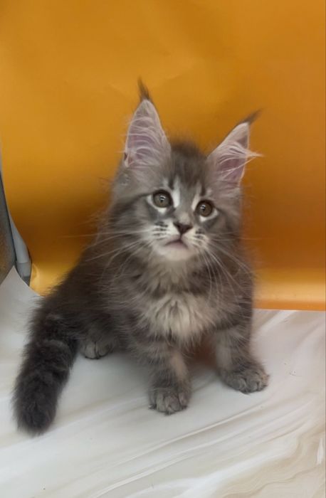 Мальчики и девочки голубые