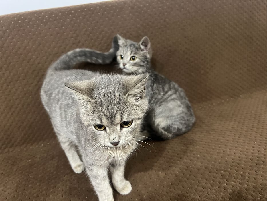 Котенята шукають домівку