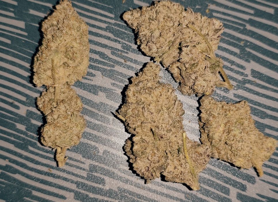 Susz CBd, cbg konopne