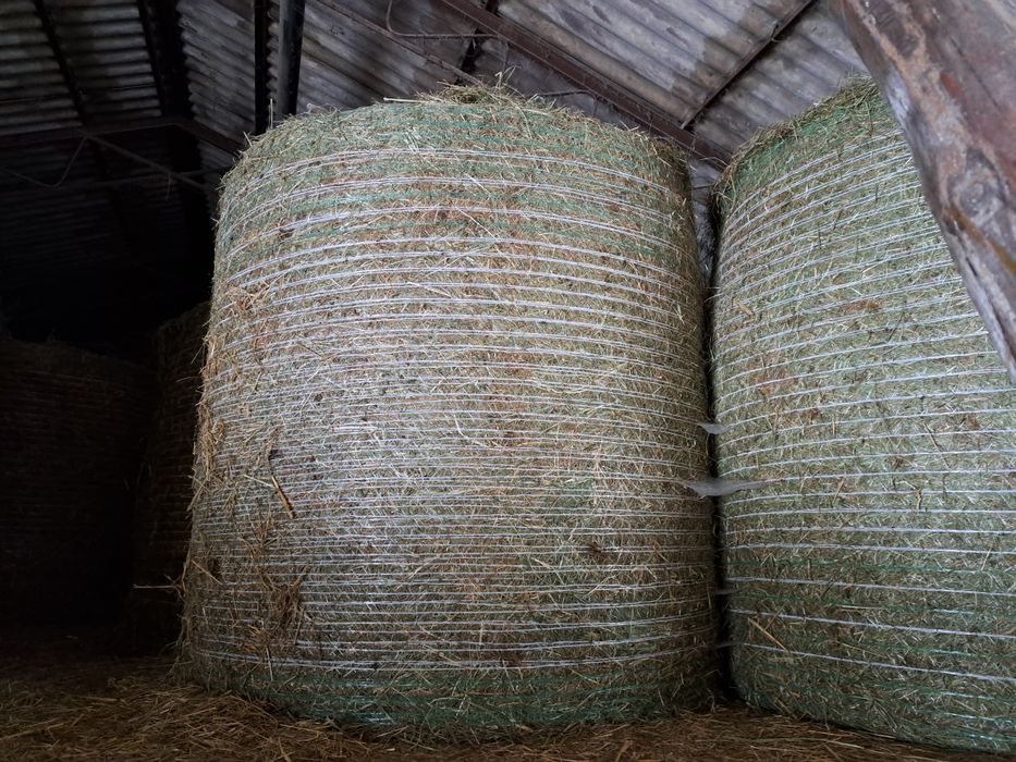 Siano sprzedam siano 120X120