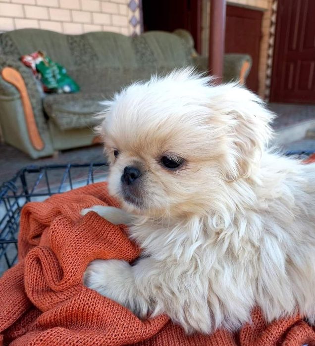 В'язка Королівського пекінеса.