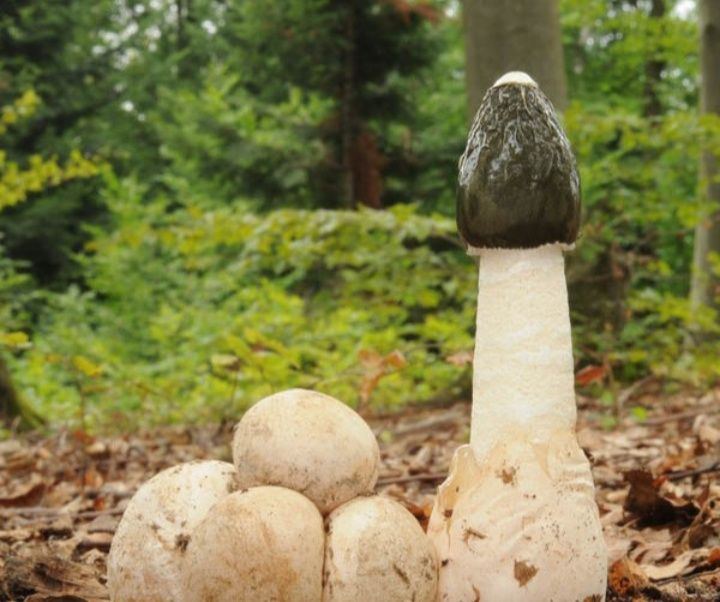 Suszony grzyb – Smrodziak (Phallus impudicus)