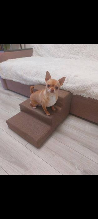 Міні сходинки для собак