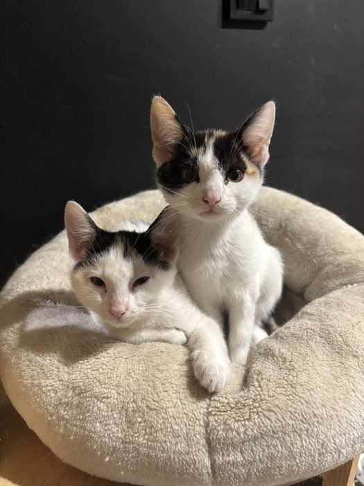 Zuma i Sima szukaja domu!