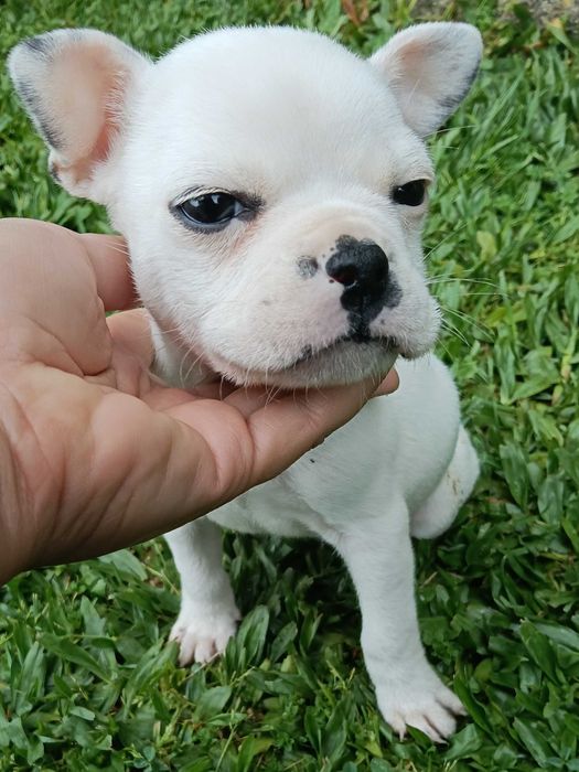 Bulldog francês macho