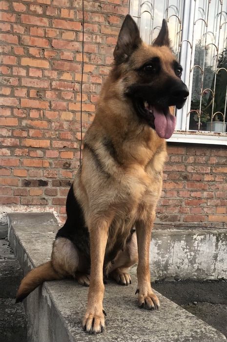 Немецкая овчарка