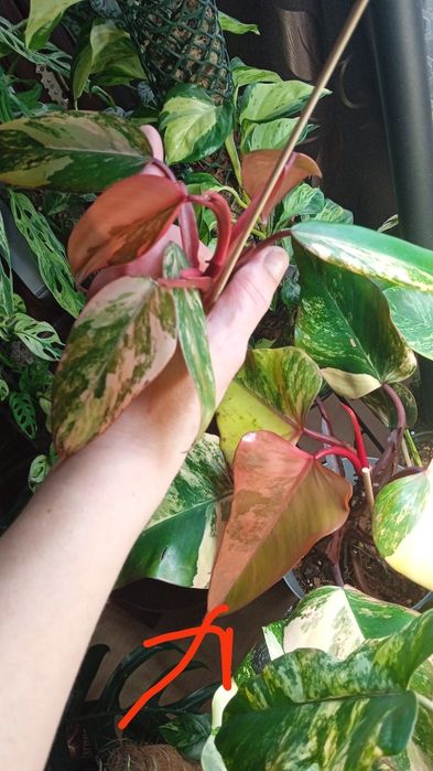 Філодендрон , Монстера, Епіпремнум