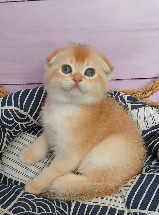 Кошенята золотої шиншили