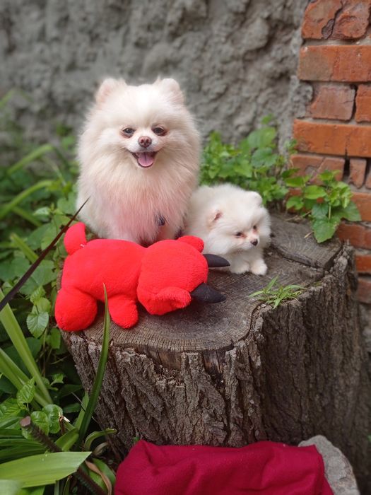 Щенки померанского шпица.