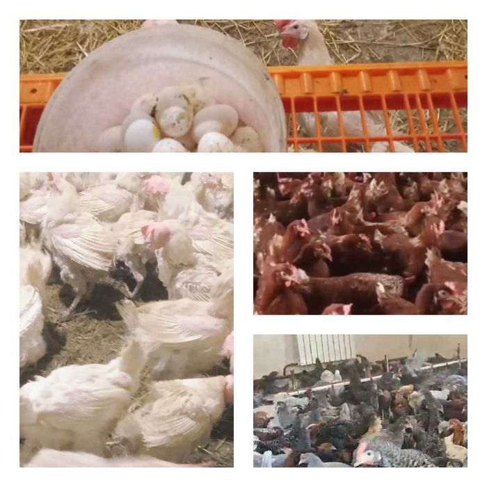 Продам кури несушки! Доставка безкоштовна. Зіньків!