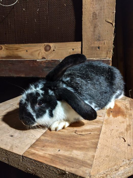 Piękne Króliki sprzedam