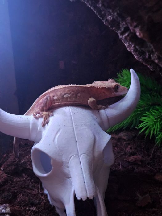 Gekon orzęsiony + terrarium + karma
