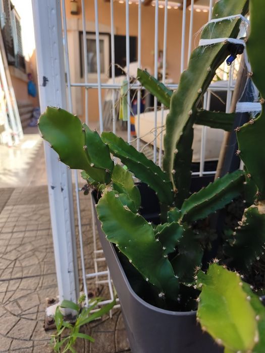 Planta de Pitayas, com raiz
