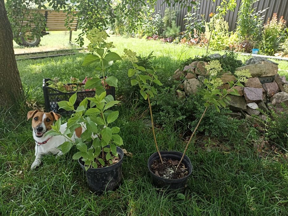 Гортензія сорт ванілла фрейз