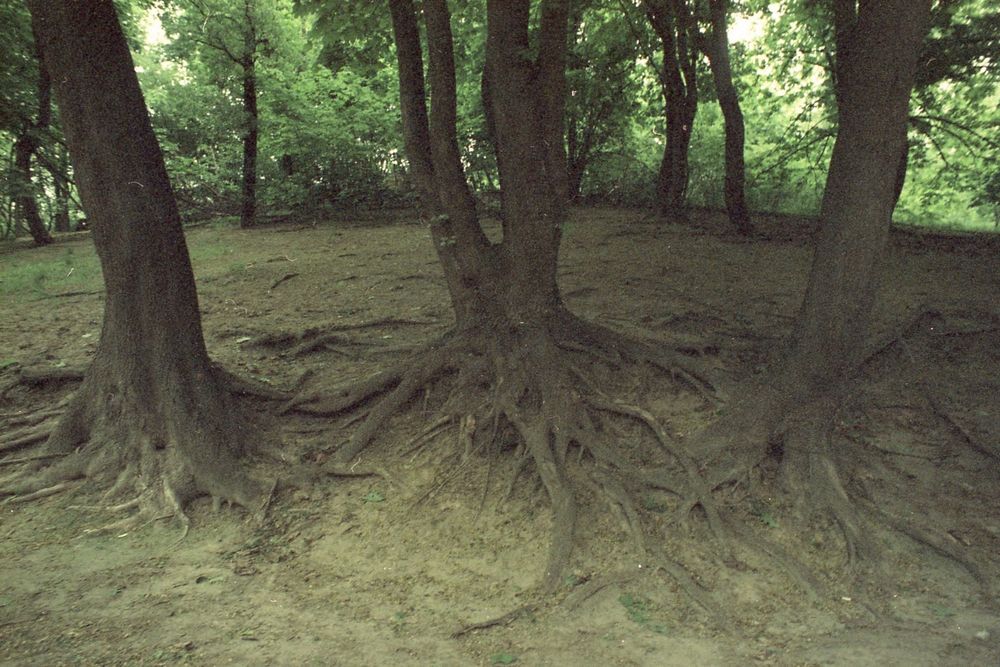 Фотопленка Kodak Vision, Kodak Eastman