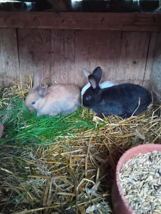 Młode króliki sprzedam