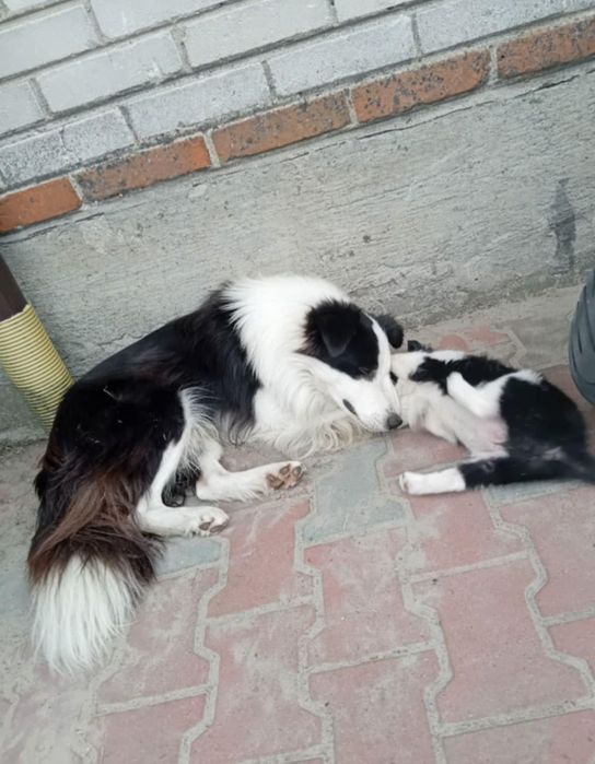 Sprzedam psa Border collie