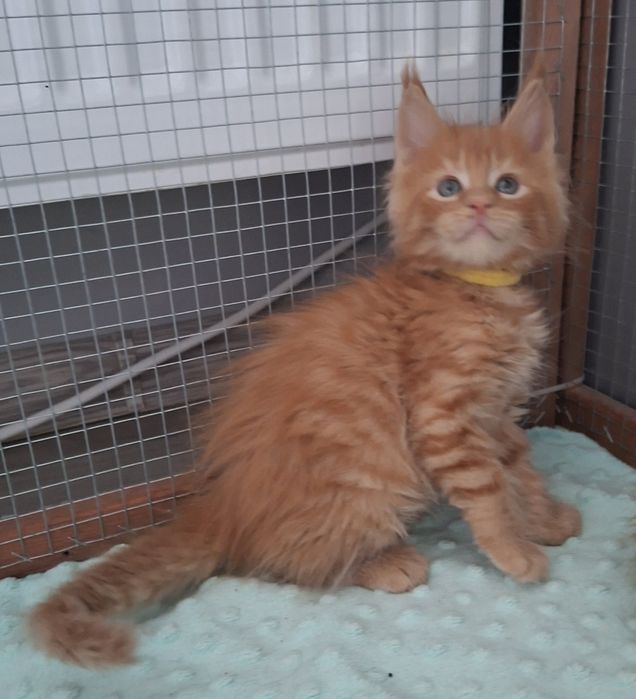 Rudy chłopczyk Maine  Coon