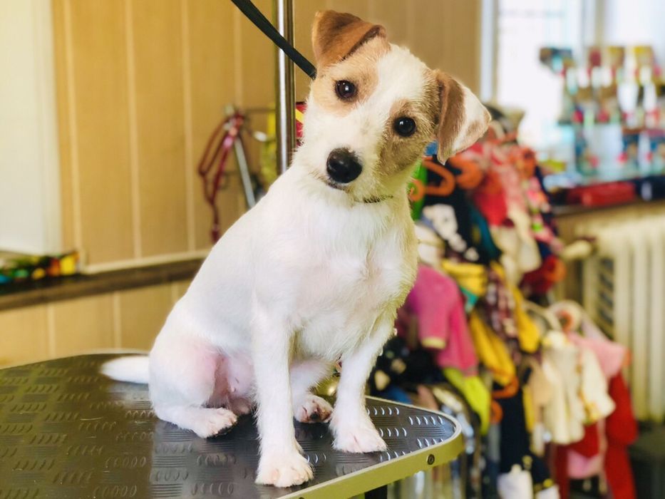 Стрижка собак