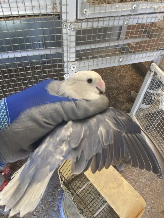 Agapornis rosicoliis  2026.  (Machos)