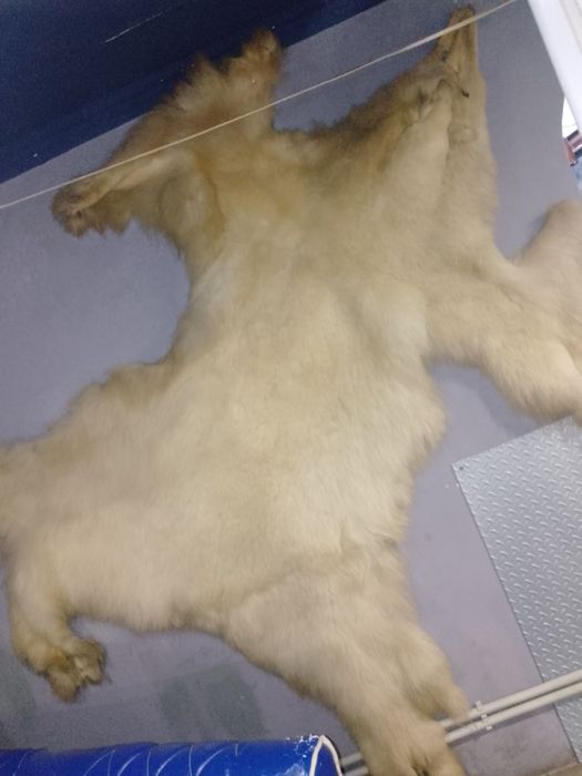 Продам ведмежу шкуру