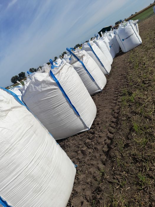 Kukurydza mielona ccm zbiór 2025