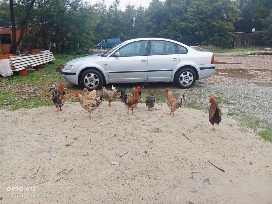 Vendo varias granizes