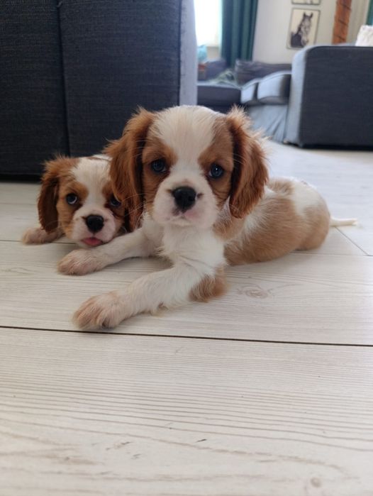 Cavalier King Charles spaniel samczyk