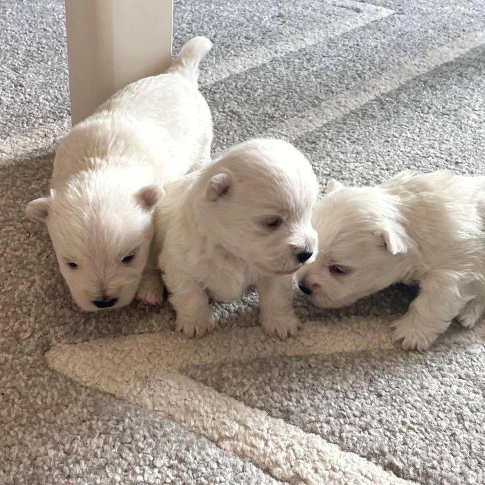 Вест хайленд уайт терьер