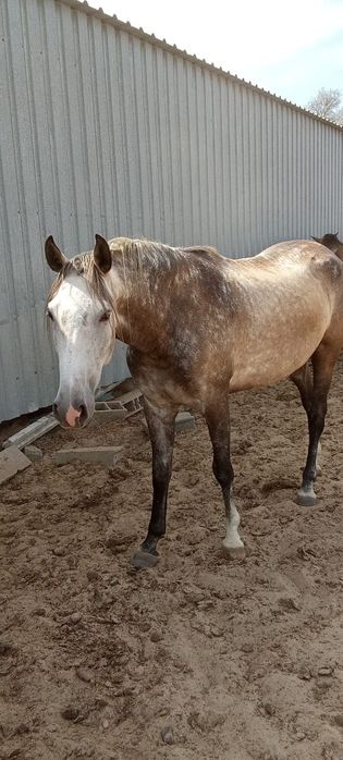 Vendem se Eguas,poldros,cavalos
