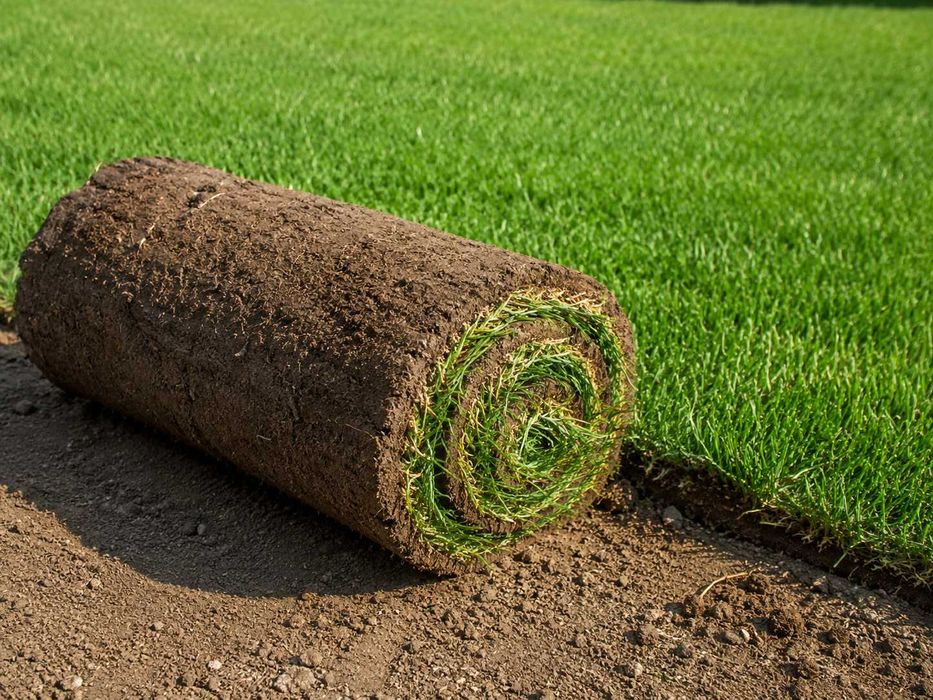 Trawa z rolki Premium dostawą | świeży gotowy trawnik RollGrass 17 zł/m² do ogrodu, działki przed dom i komercyjna